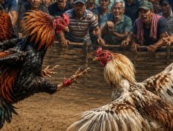Oknum Anggota Buser Polres Manggarai Diduga Menerima Setoran dari Pelaku Judi Sabung Ayam