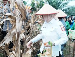Perkuat Sinergi Ketahanan Pangan, Pemkab Dan Polres Banyuasin Panen Jagung 