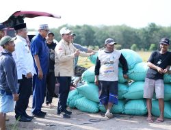Bupati Banyuasin Bersama Warga Panen Padi Sekaligus Dialog Bareng