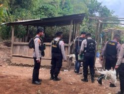 Polisi Grebek Tempat Judi Sabung Ayam di Ruteng, Namun Sebelumnya Pelaku Judi Mengaku Menyetor ke Polisi Tiap Minggu