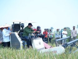 Panen Padi IP 100, Bupati Askolani Komitmen Perkuat Ketahanan Pangan